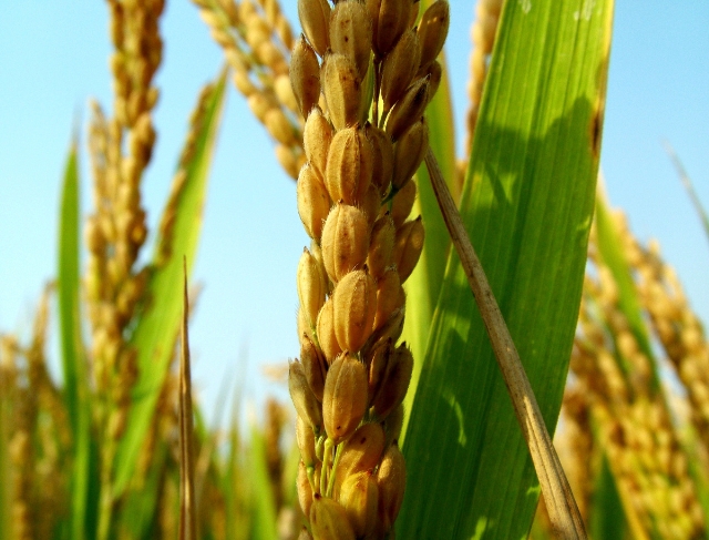 ARROZ/CEPEA: Preços sobem em setembro; atacado acompanha mercado externo</h2>