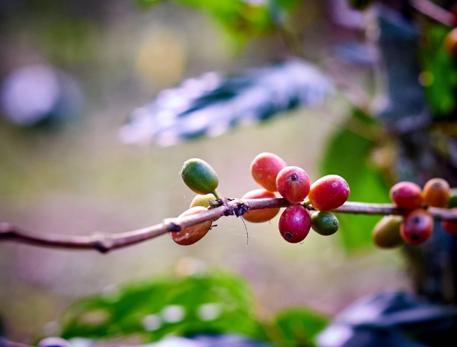 CAFÉ/CEPEA: Exportações são recordes; Indicador do robusta já subiu 88% neste ano</h2>