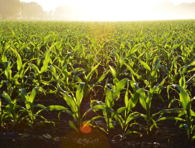 MILHO/CEPEA: Indicador atinge maior média nominal do ano</h2>