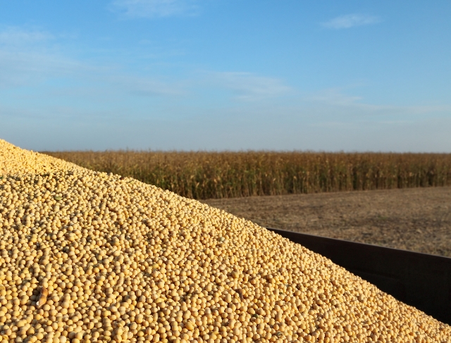 SOJA/CEPEA: Previsão de chuva gera expectativa positiva</h2>