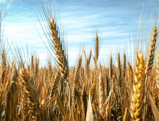 TRIGO/CEPEA: Cereal cai com força neste início de outubro</h2>