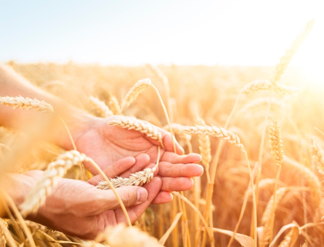 TRIGO/CEPEA: Produtores estão atentos ao clima</h2>