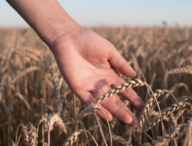 TRIGO/CEPEA: Avanço da colheita mantém pressão sobre cotações</h2>